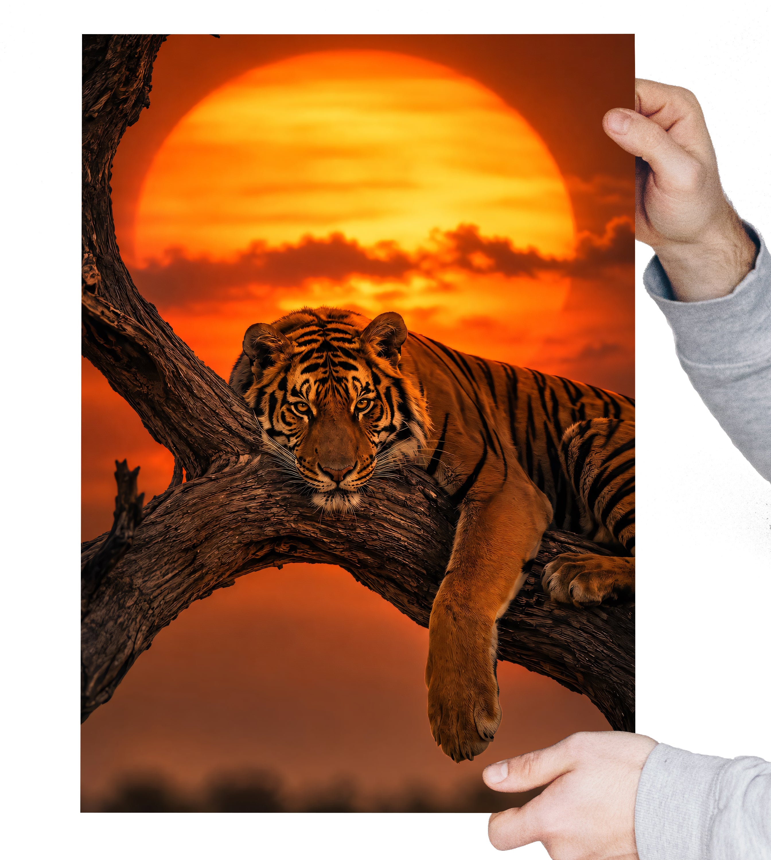 Tiger Wall Art Print A4 A3, Majestic Tiger in Tree Sunset Poster, Wildlife Animal Wall Décor, Big Cat Art Print, Orange Sunset Safari Décor